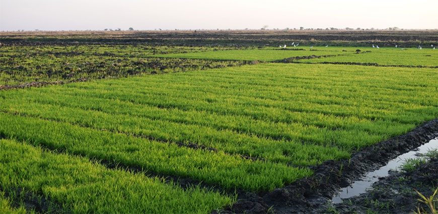 Lifuwu Irigation Scheme rice nursery in Salima District 