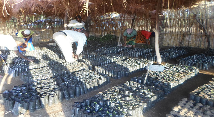 Into forestry management- Beneficiaries of Lifuwu irrigation Scheme in Salima in a tree nursery aswap2